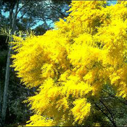 Yellow acacia tree